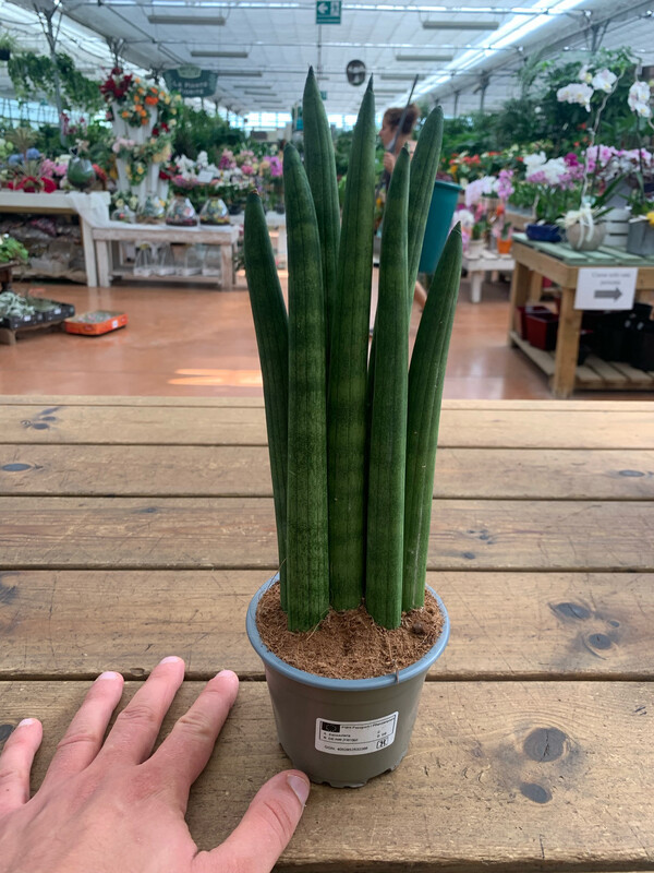 Sanseveria - Sansevieria Cilindrica - Sansevieria cylindrica - vaso Ø12 cm