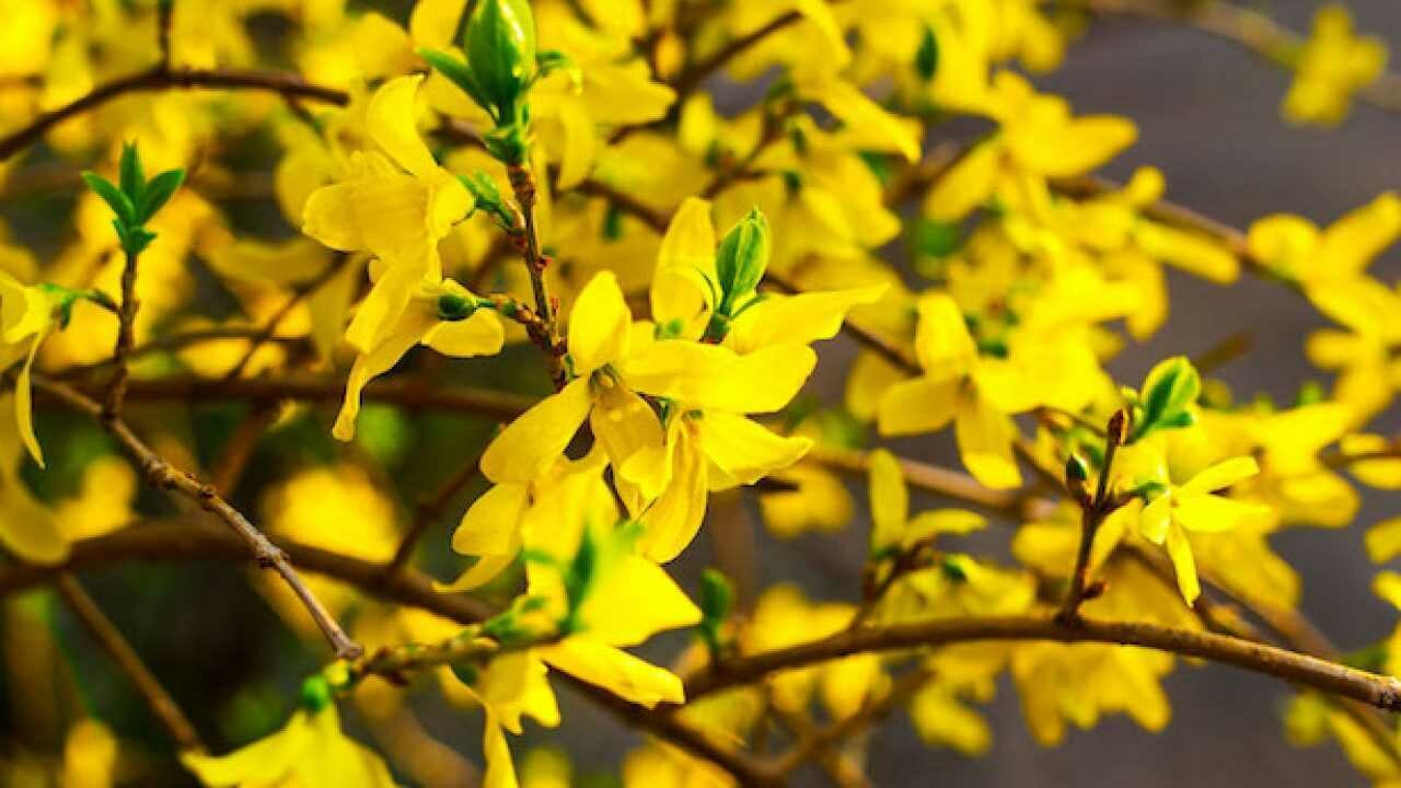 Forsythia x intermedia 'Lynwood' - vaso Ø24 cm Forsythia x intermedia 'Lynwood' - vaso Ø24 cm