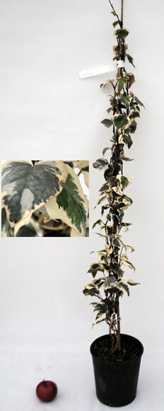 Hedera algeriensis 'Gloire de Marengo', Edera algerina 'Gloire de Marengo' - vaso Ø18 cm, H.90 cm scd Hedera algeriensis 'Gloire de Marengo', Edera algerina 'Gloire de Marengo' - vaso Ø18 cm, H.90 cm scd