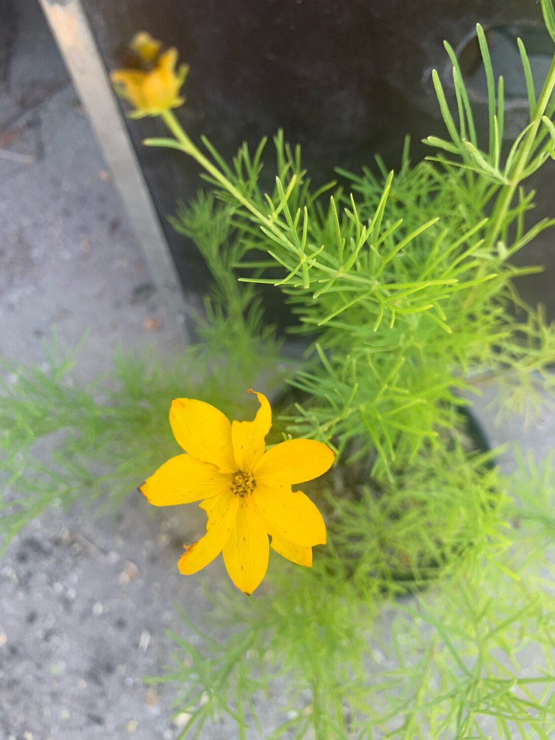 Coreopsis Verticillata " Zagreb " - vaso 12