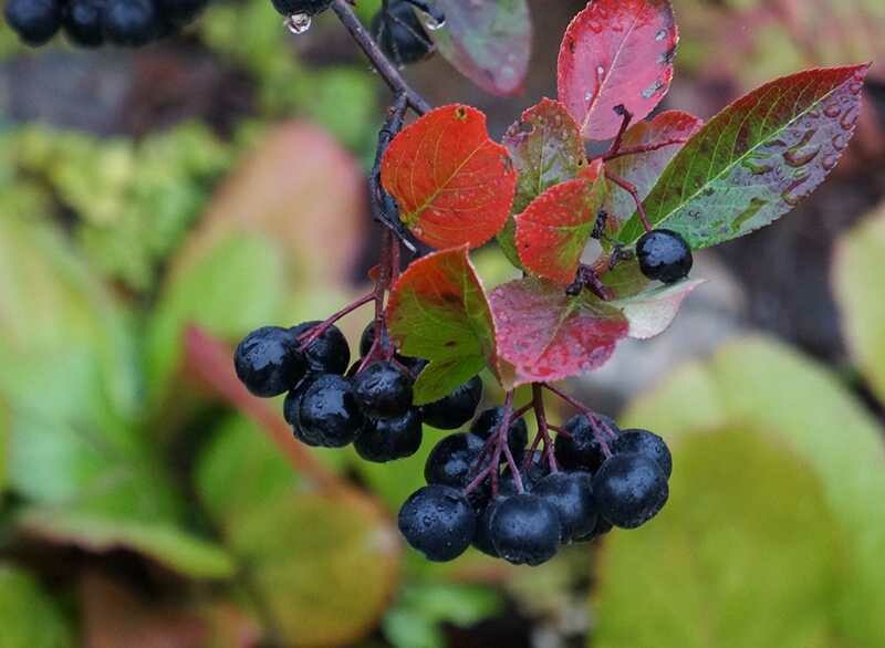 Aronia melanocarpa - vaso Ø18 cm Aronia melanocarpa - vaso Ø18 cm