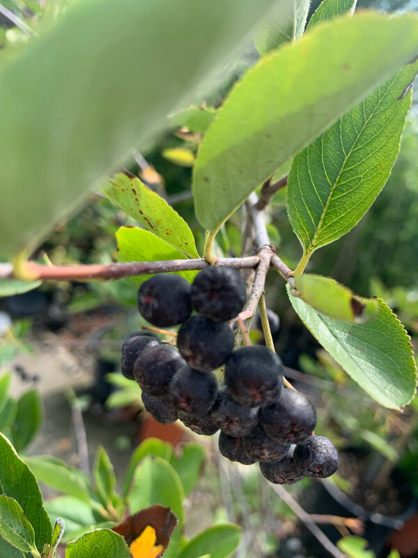 Aronia melanocarpa - vaso Ø18 cm