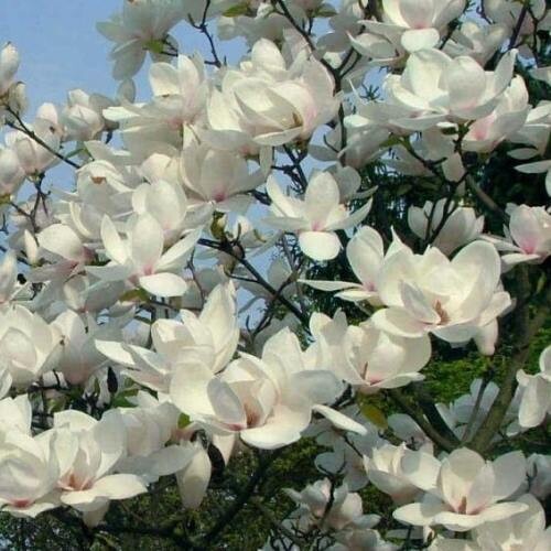 Magnolia ‘Manchu Fan’ - Magnolida da fiore - vaso Ø24 cm, Magnolia ‘Manchu Fan’ - Magnolida da fiore - vaso Ø24 cm,