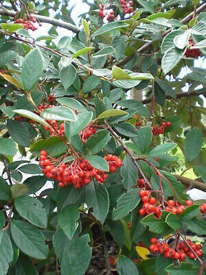 Cotoneaster Lacteus - vaso Ø24 cm