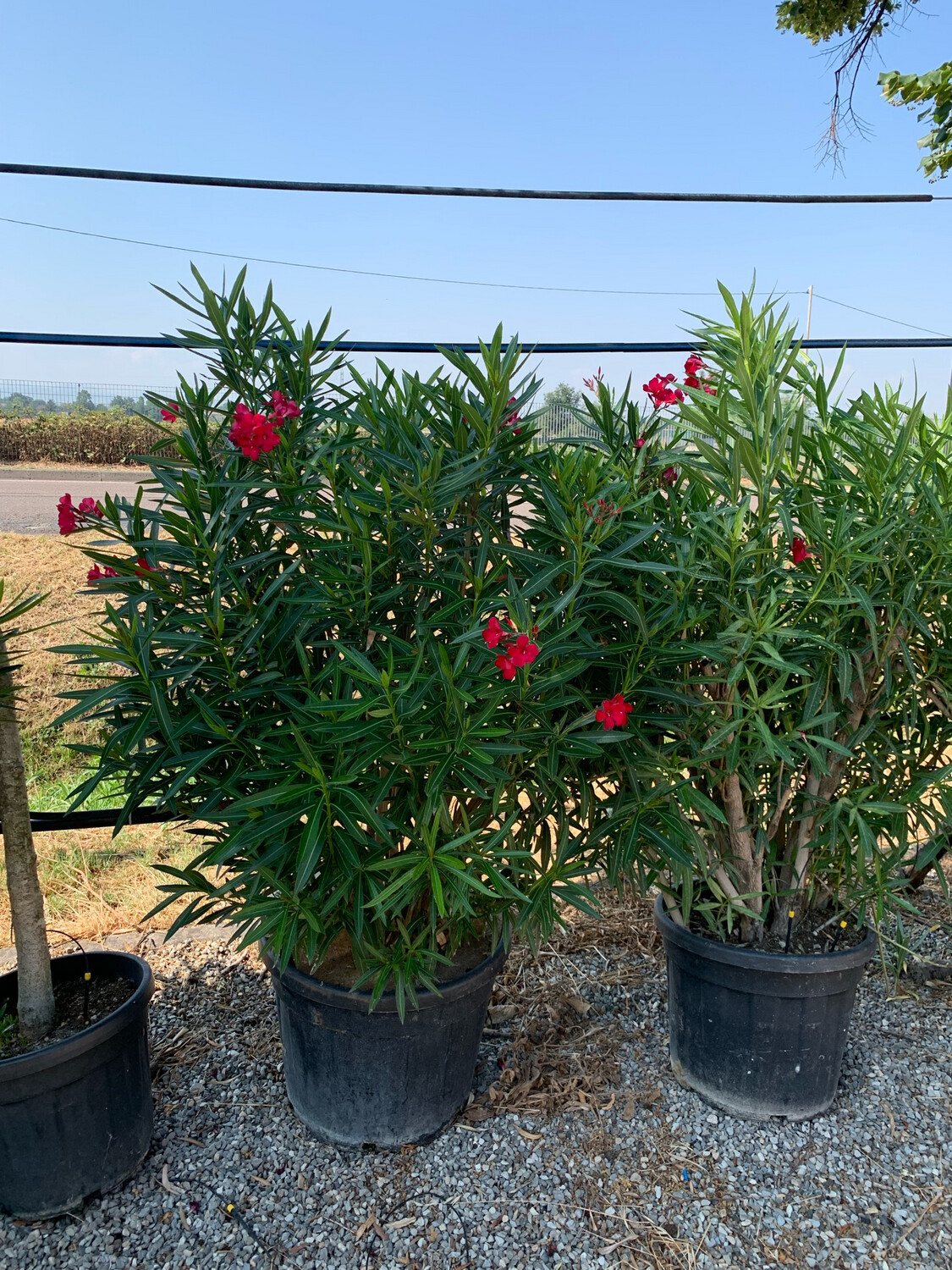 Oleandro, Nerium Oleander - vaso Ø40 cm