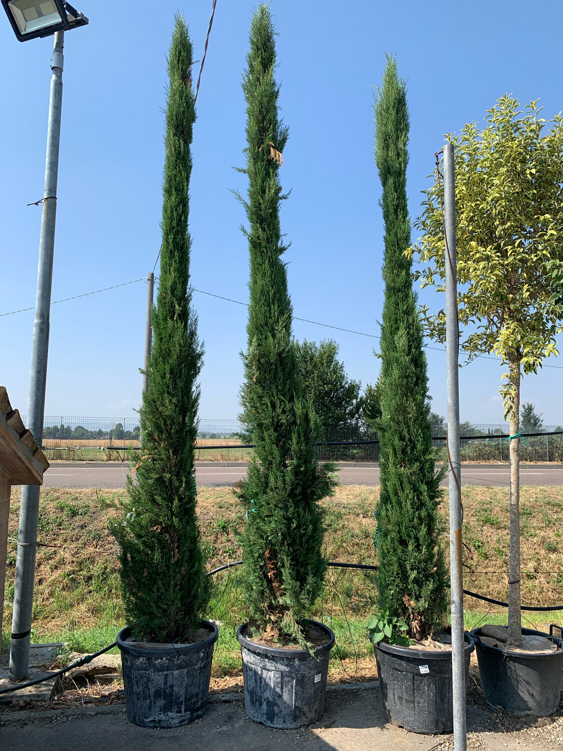Cupressus sempervirens, Cipresso Toscano - vaso Ø60 cm H 300-320 Cupressus sempervirens, Cipresso Toscano - vaso Ø60 cm H 300-320