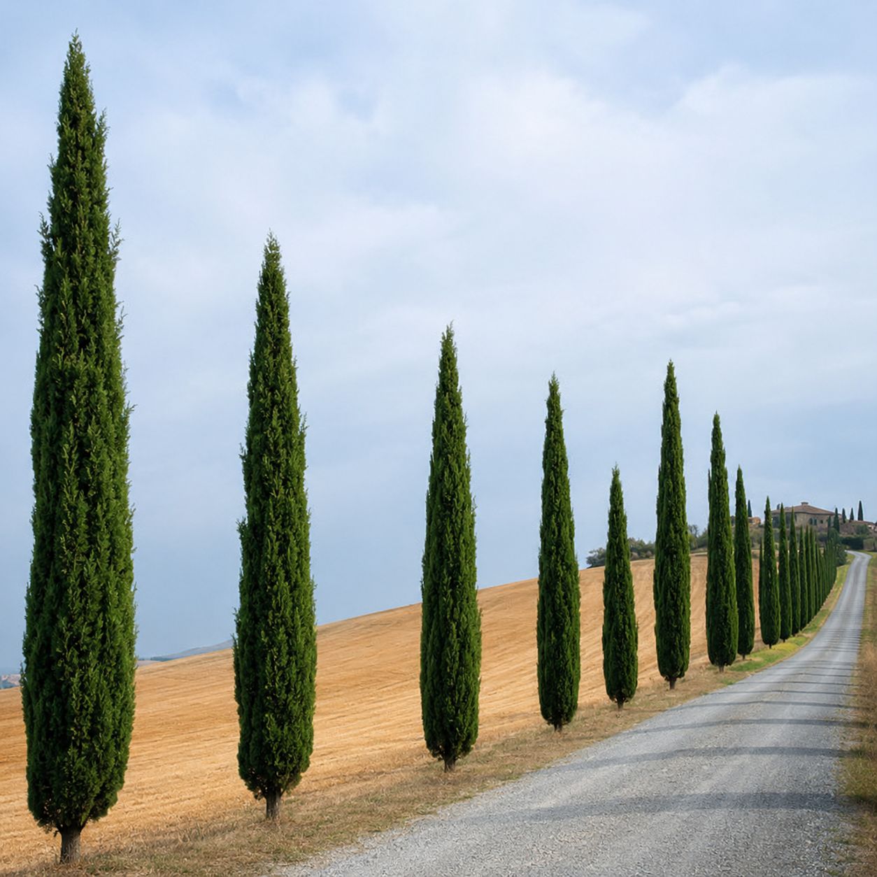 Cupressus sempervirens, Cipresso Toscano - vaso Ø60 cm H 300-320 Cupressus sempervirens, Cipresso Toscano - vaso Ø60 cm H 300-320