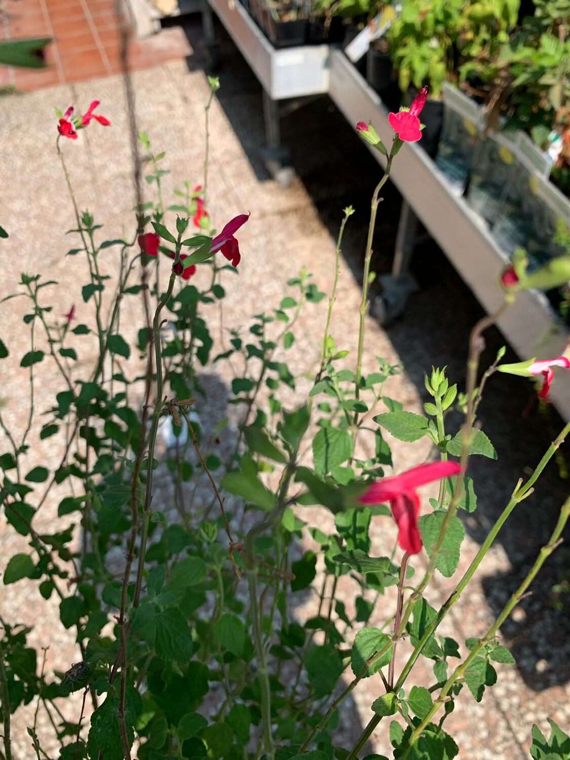 Salvia greggii 'Red', Salvia rossa, Salvia di Gregg  - vaso Ø14 cm