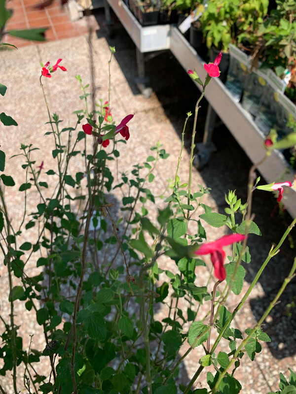 Salvia greggii 'Red', Salvia rossa, Salvia di Gregg (potata) - vaso Ø14 cm