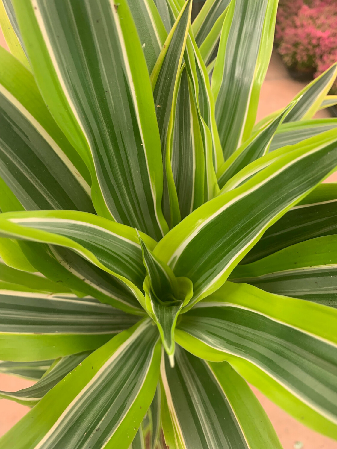 Dracaena fragrans 'Compacta Lemon Surprise' - vaso Ø27 cm H 120cm fuori vaso, H 140cm con vaso Dracaena fragrans 'Compacta Lemon Surprise' - vaso Ø27 cm H 120cm fuori vaso, H 140cm con vaso