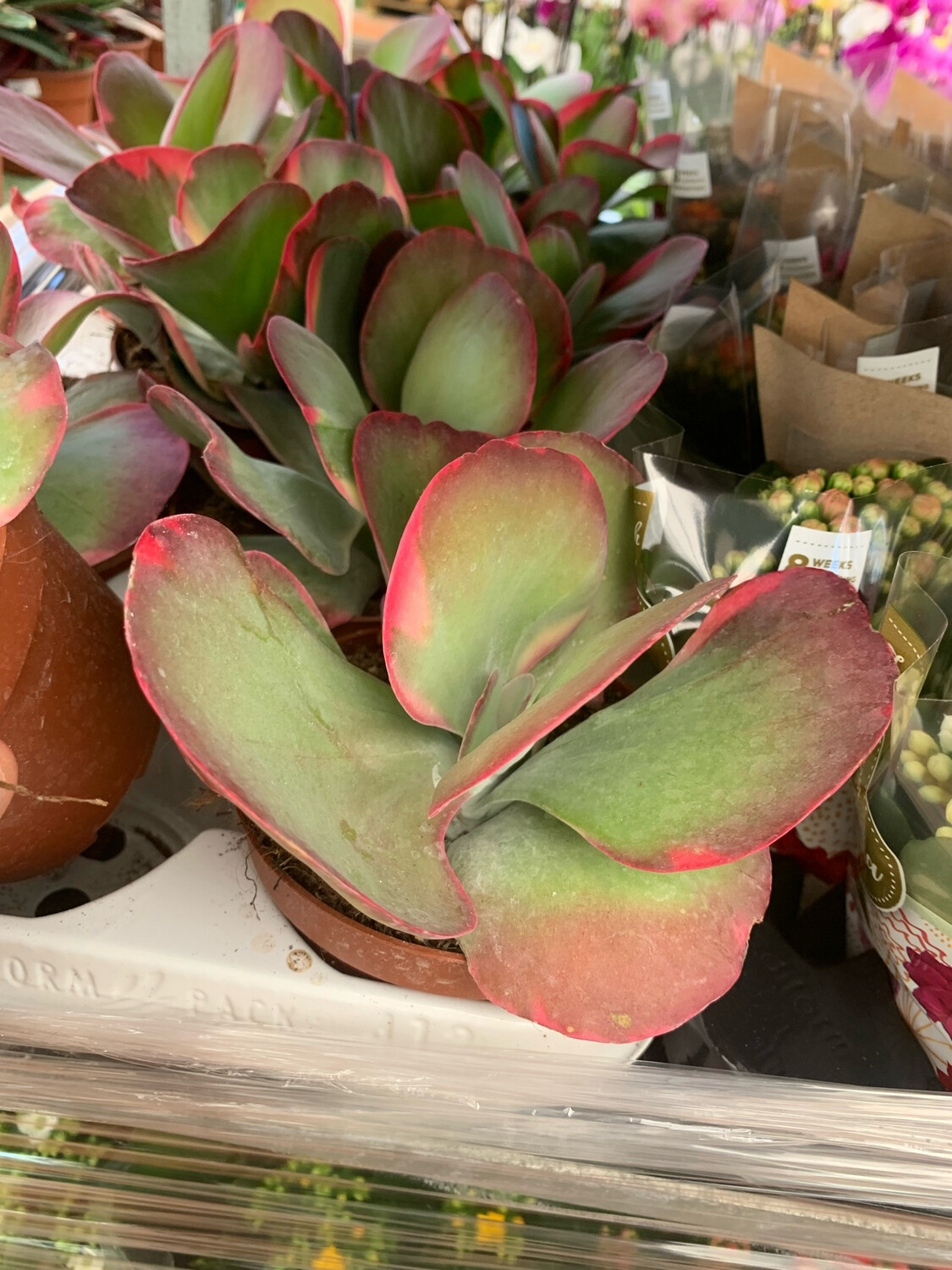Kalanchoe thyrsiflora " Variegata " - vaso 12 cm Kalanchoe thyrsiflora " Variegata " - vaso 12 cm