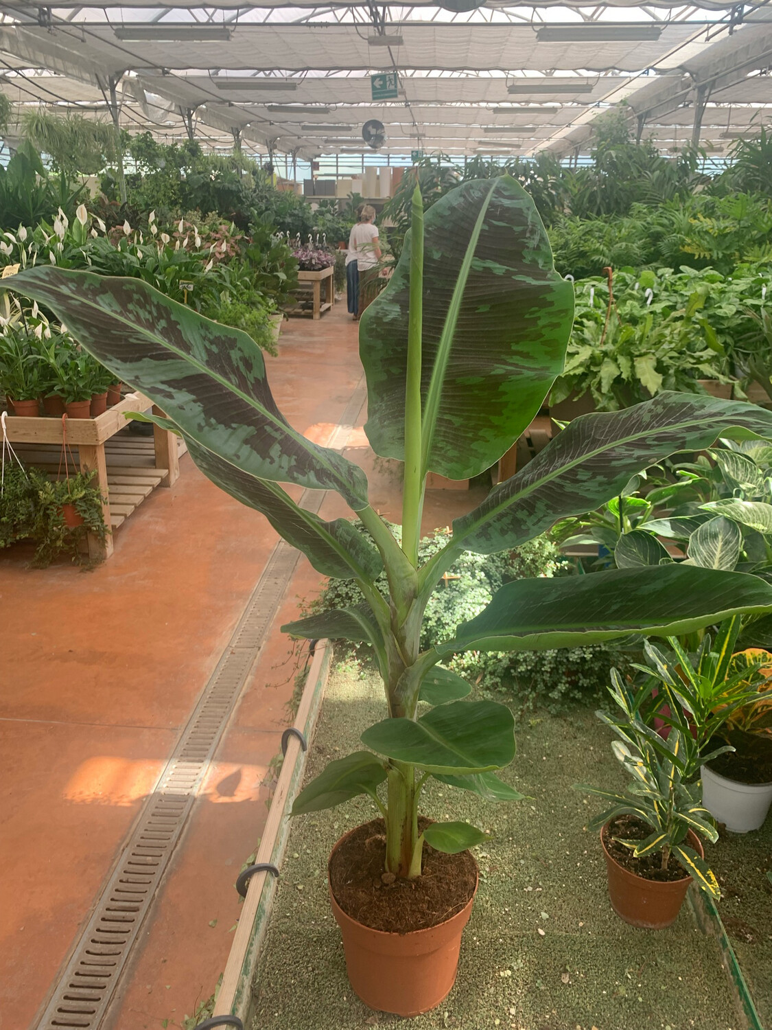 Musa acuminata' Dwarf Cavendish', Banana, Banano da interni - vaso Ø21 cm