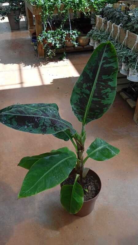 Musa acuminata' Dwarf Cavendish', Banana, Banano da interni - vaso Ø21 cm