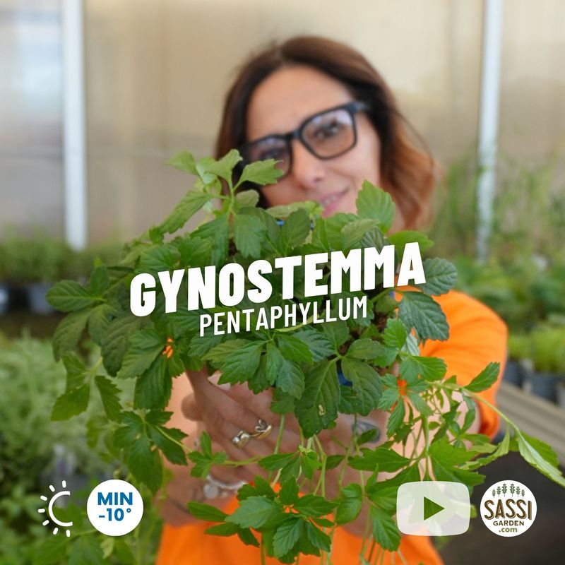 Gynostemma pentaphyllum, Erba della longevità, Jiaogulan - vaso Ø13 cm