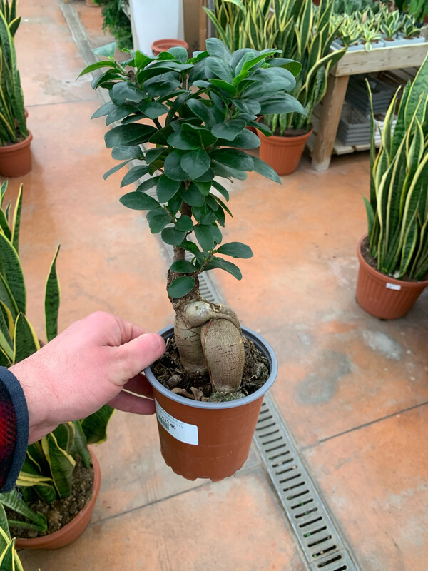 Bonsai Ficus Ginseng, Ficus microcarpa - vaso Ø14 cm