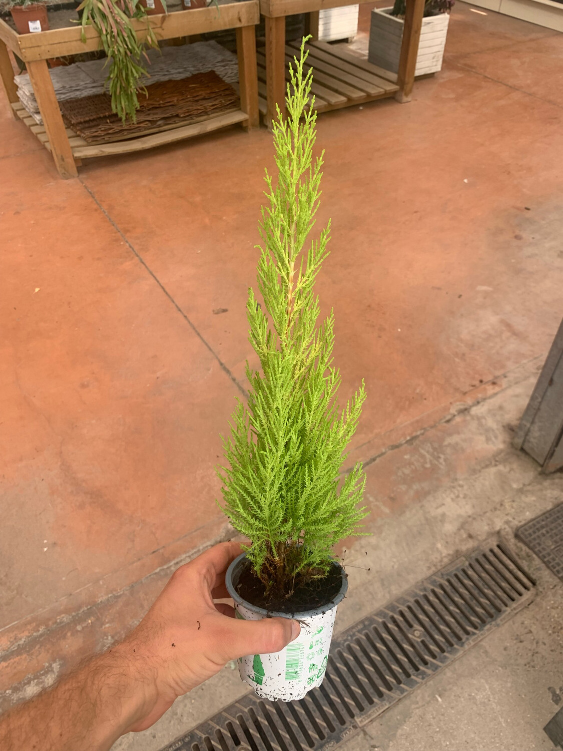 Cupressus macrocarpa, Cipresso di Monterey 'Goldcrest Wilma' - vaso Ø10 cm Cupressus macrocarpa, Cipresso di Monterey 'Goldcrest Wilma' - vaso Ø10 cm