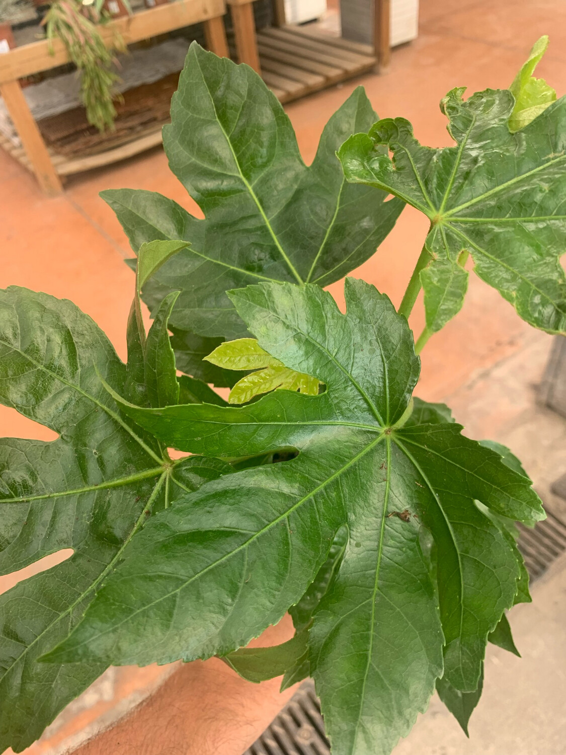 Fatsia Japonica, Fatsia del Giappone, Aralia - vaso Ø15 cm, h 35 cm