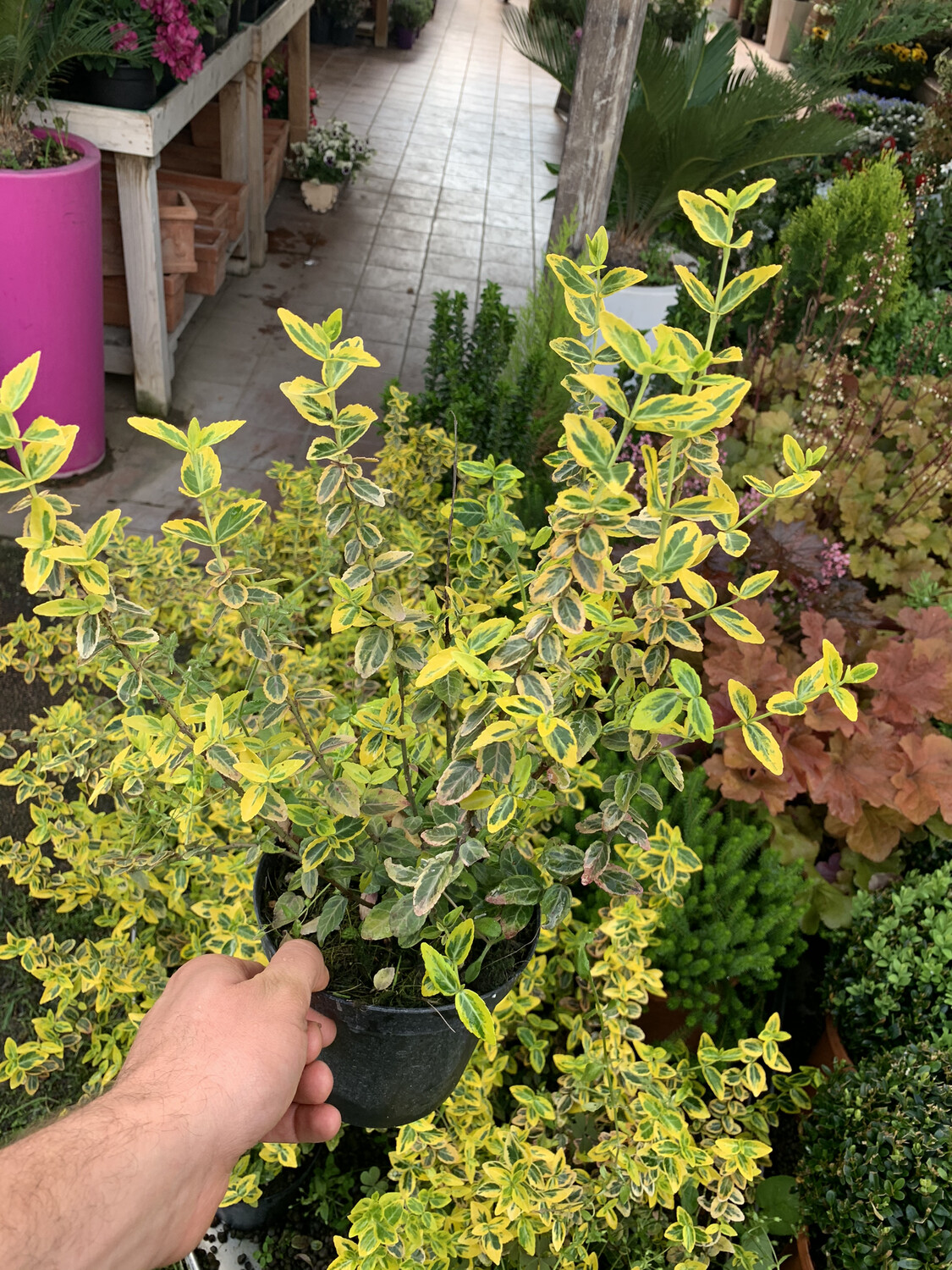 Evonimo, Euonymus fortunei ‘Emerald Gold’ - vaso Ø13 cm