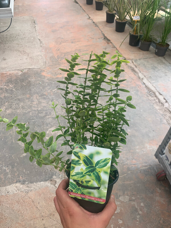 Evonimo, Euonymus fortunei ‘Emerald Gold’ - vaso Ø13 cm