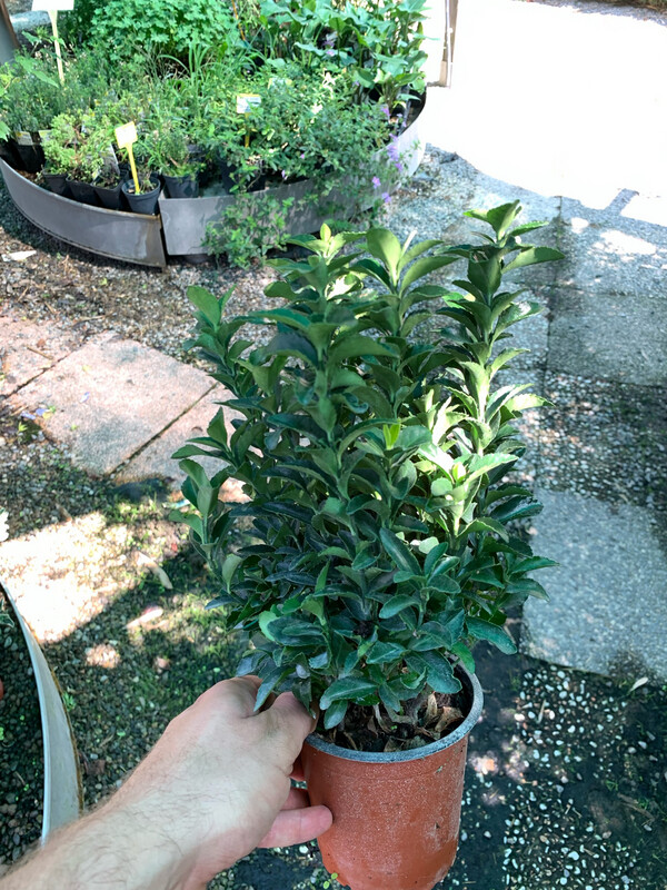 Evonimo, Euonymus japonicus 'Green Spire' - vaso Ø12 cm