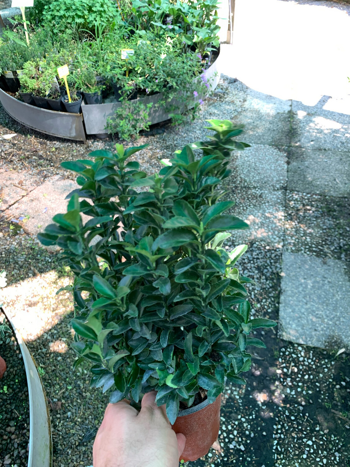 Evonimo, Euonymus japonicus 'Green Spire' - vaso Ø12 cm