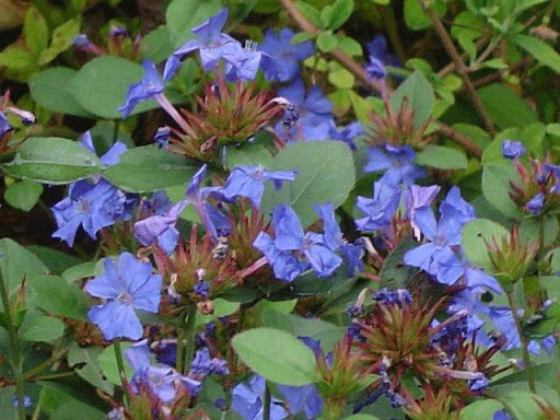 Ceratostigma Plumbaginoides - v19 Ceratostigma Plumbaginoides - v19