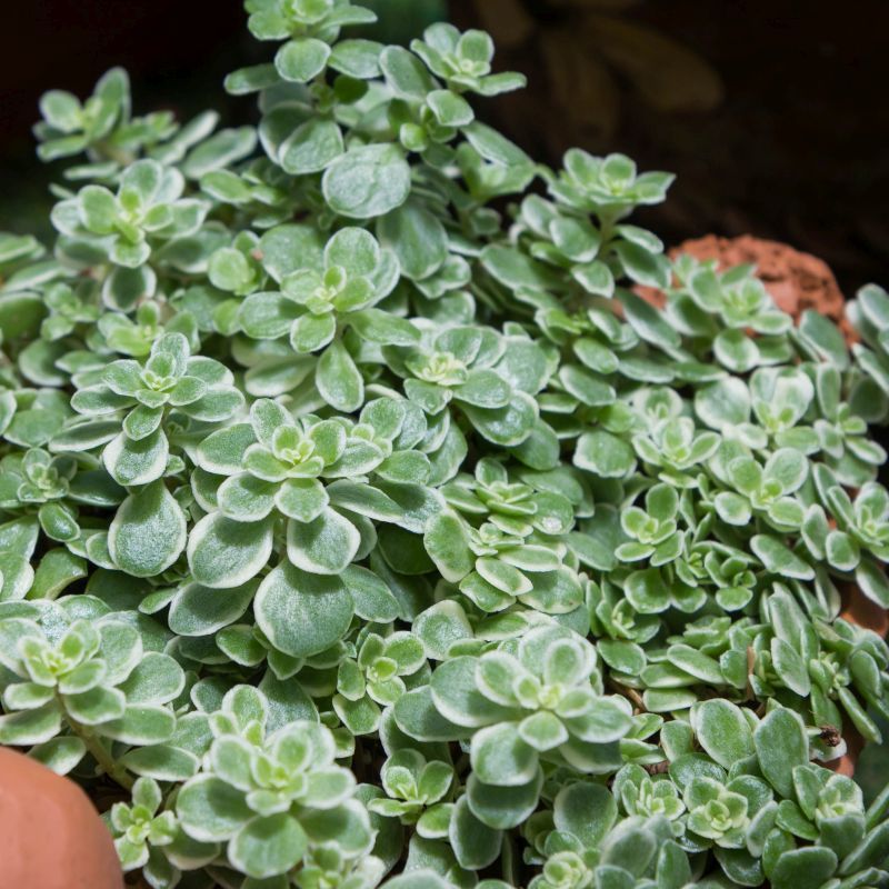 Crassula Portulacaria Afra Variegata - vaso Ø25 cm