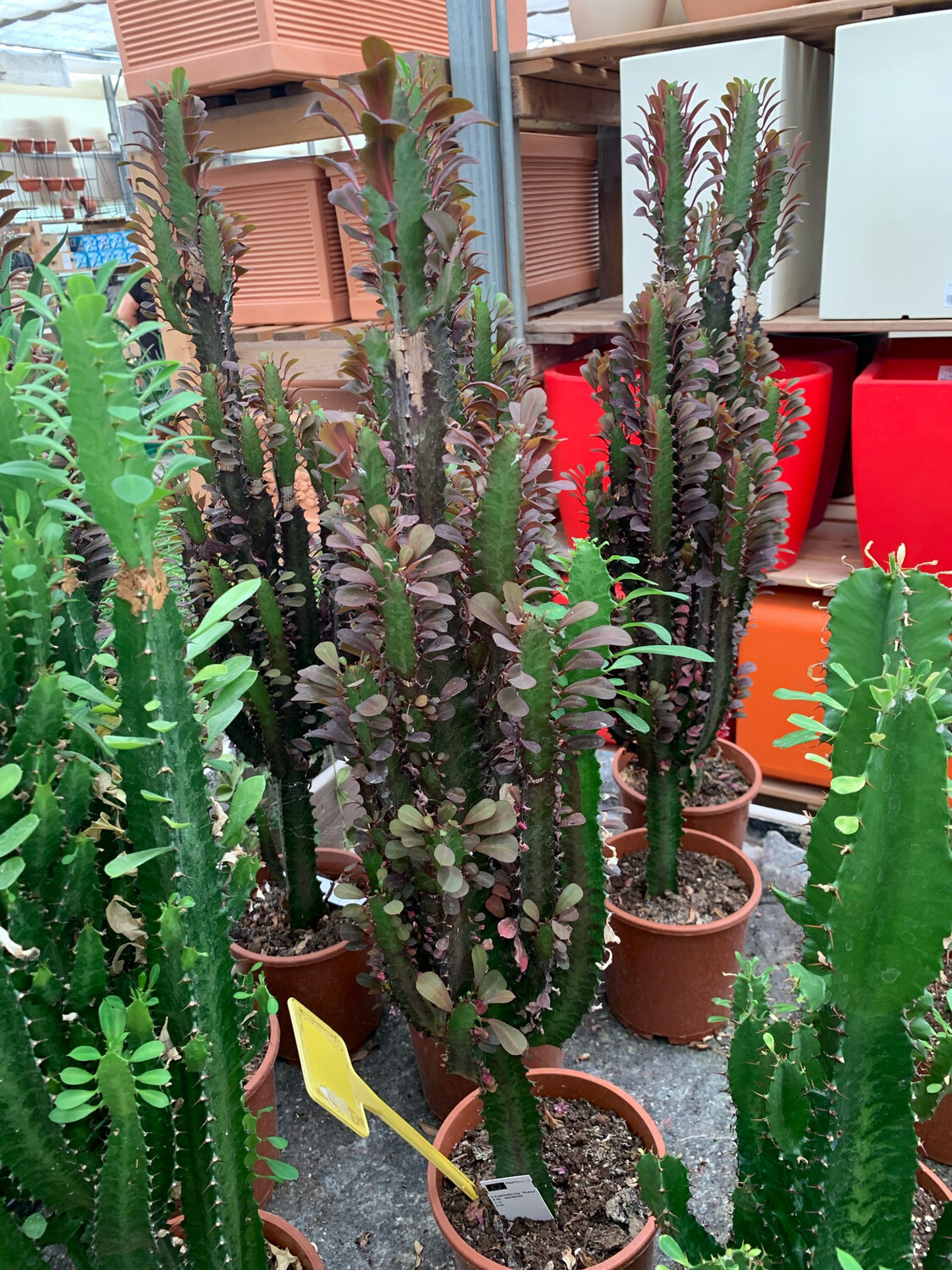 Euphorbia trigona rubra - vaso Ø17 cm, h 60-70 cm