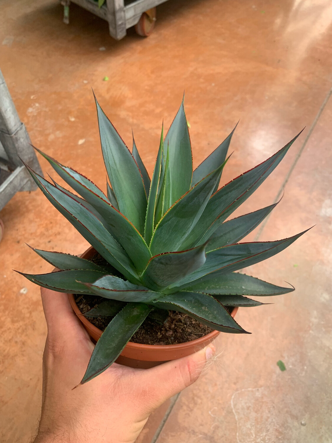 Agave 'Shaka Zulu', Pianta Succulenta, Pianta Grassa - vaso Ø15 cm Agave 'Shaka Zulu', Pianta Succulenta, Pianta Grassa - vaso Ø15 cm