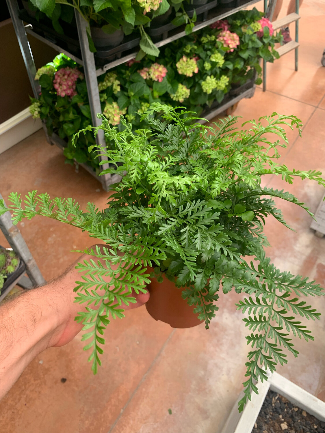 Asplenium parvati - vaso Ø17 cm Asplenium parvati - vaso Ø17 cm