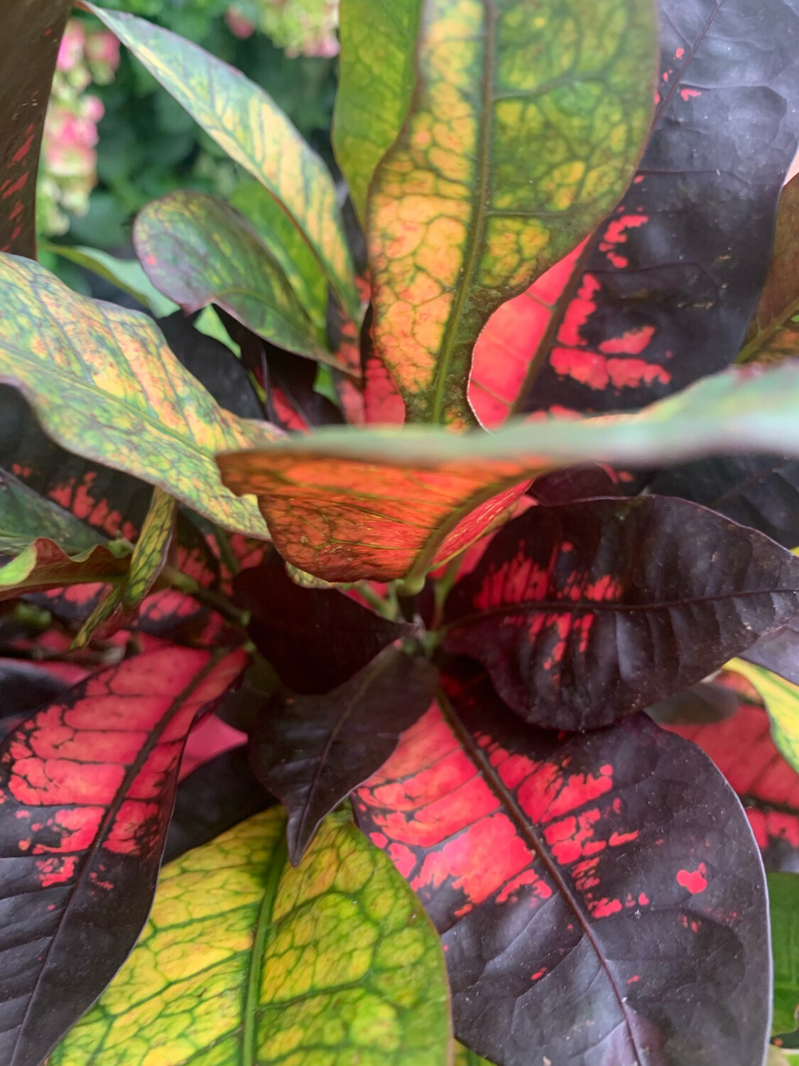 Croton Codiaeum Iceton - vaso Ø17 cm