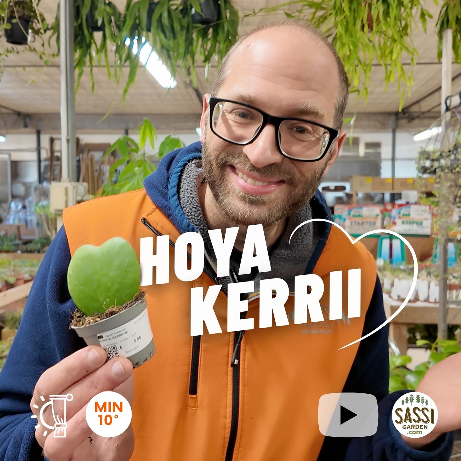Hoya kerrii, Pianta del Cuore - vaso Ø6 cm