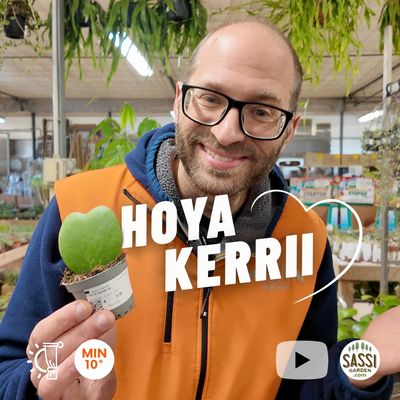 Hoya kerrii, Pianta del Cuore - vaso Ø6 cm