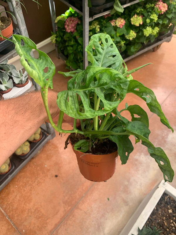 Monstera Adansonii 'Monkey Mask' - vaso Ø12 cm