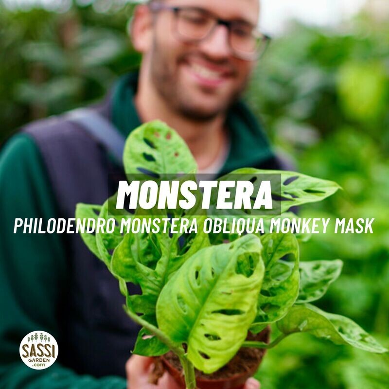 Monstera Adansonii 'Monkey Mask' - vaso Ø12 cm