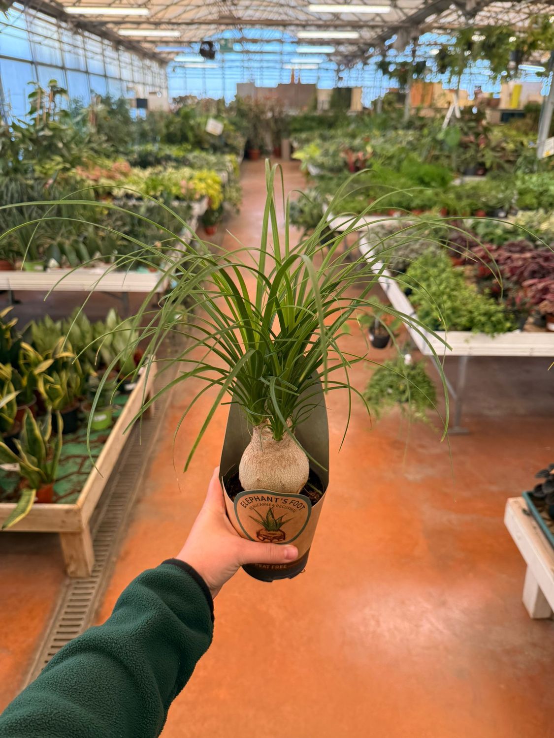 Beucarnea, Beaucarnea, Nolina Recurvata, Mangiafumo - vaso Ø12 cm bulbo grande