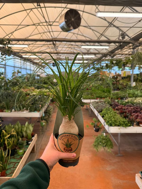 Beucarnea, Beaucarnea, Nolina Recurvata, Mangiafumo - vaso Ø12 cm bulbo grande