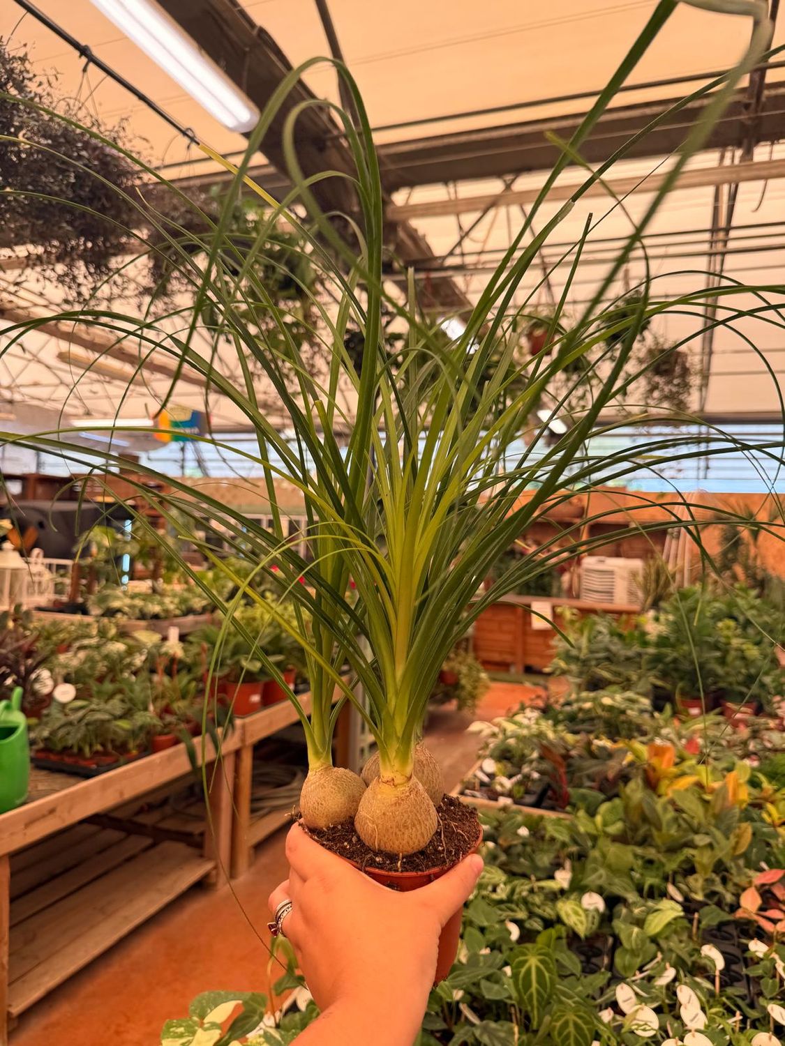 Beucarnea, Beaucarnea, Nolina Recurvata, Mangiafumo - vaso Ø12 cm