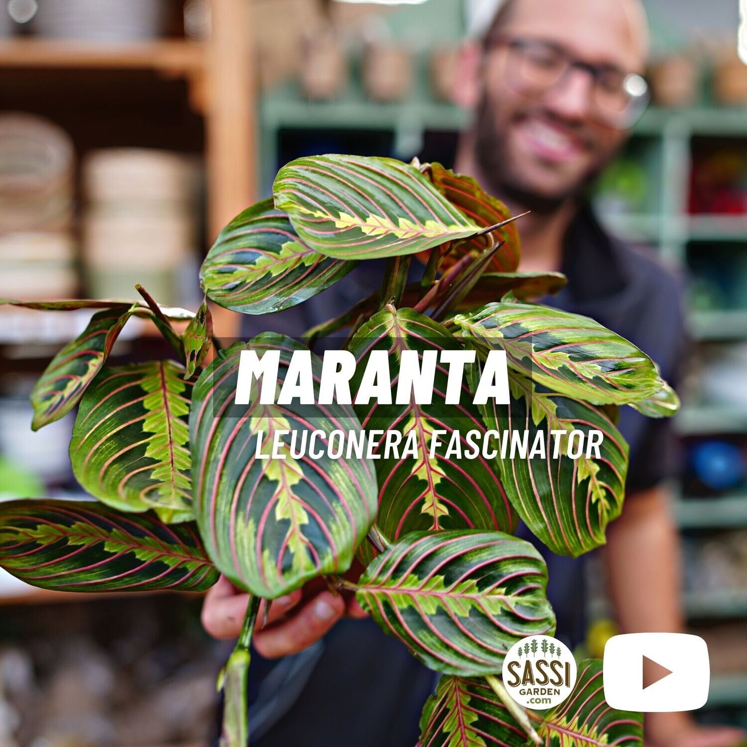 Maranta Leuconera, Leuconeura 'Fascinator' - vaso Ø12 cm