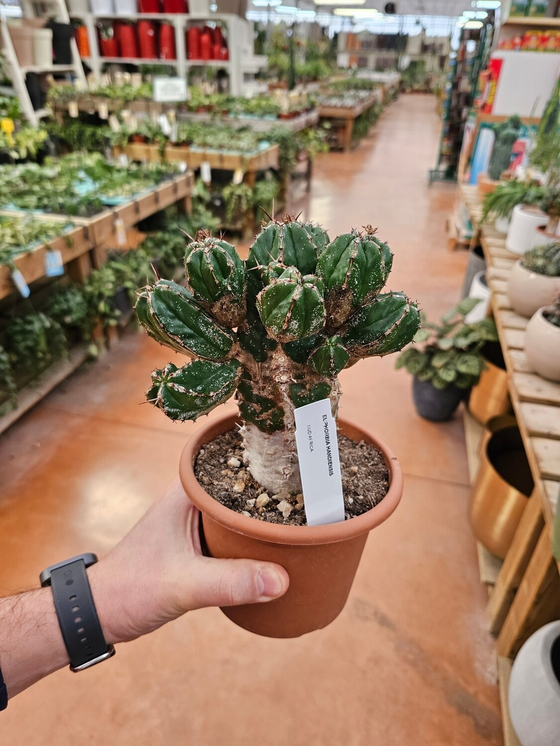 Euphorbia handiensis, Euforbia di Fuerteventura - vaso Ø15 cm Euphorbia handiensis, Euforbia di Fuerteventura - vaso Ø15 cm