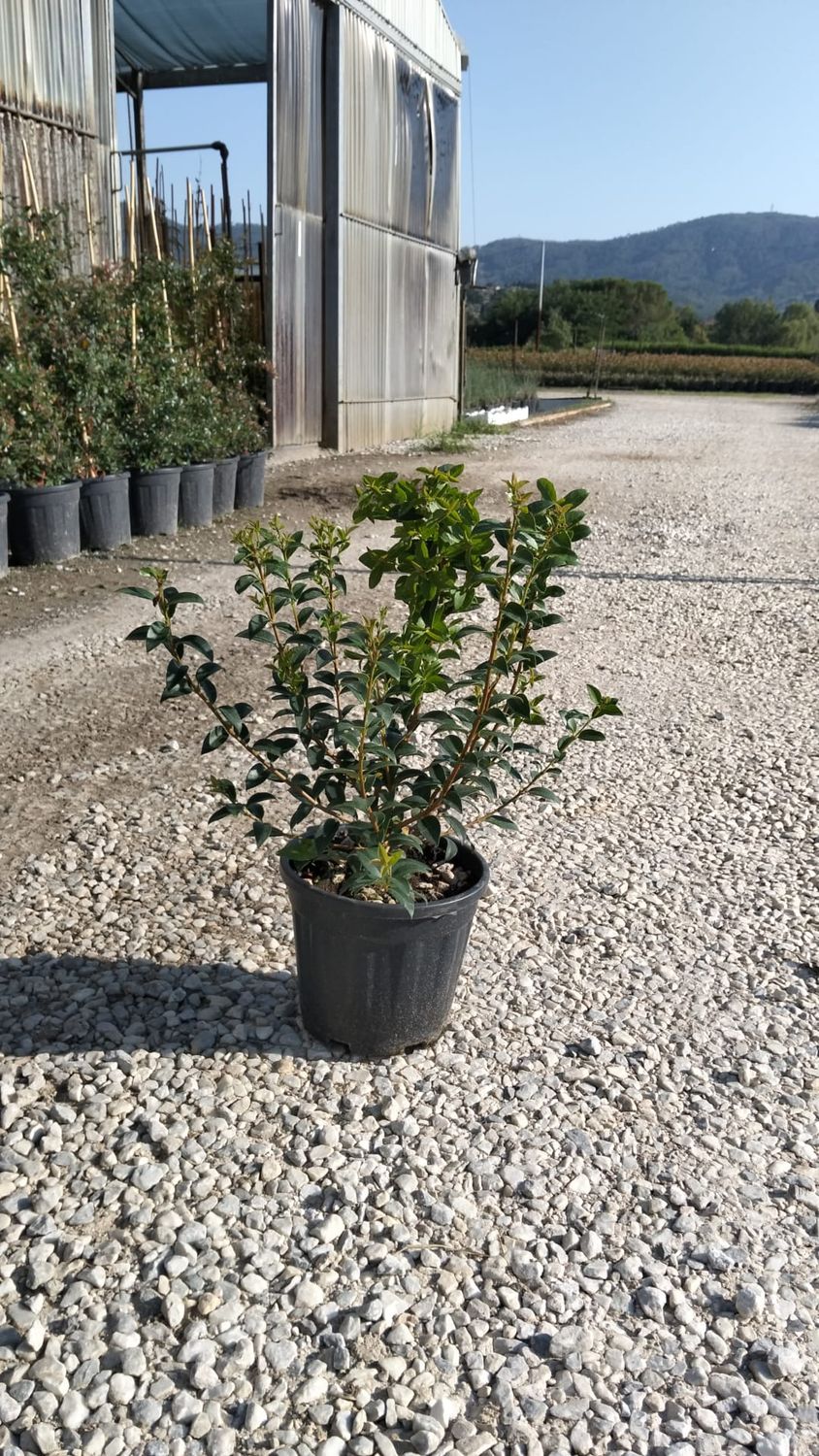 Osmanthus x burkwoodii - vaso Ø18 cm
