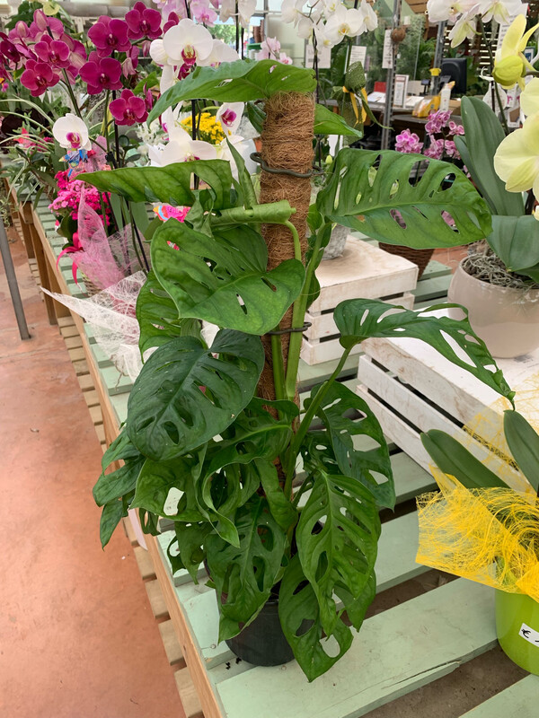 Monstera Adansonii 'Monkey Mask' - vaso Ø16 cm, h 75 cm (con palo)