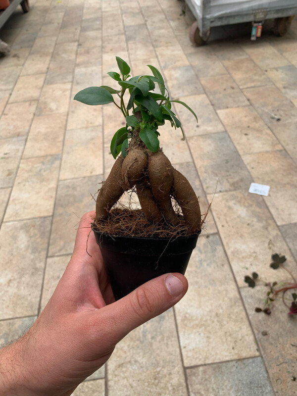 Bonsai Ficus Ginseng, Ficus microcarpa - vaso Ø9 cm