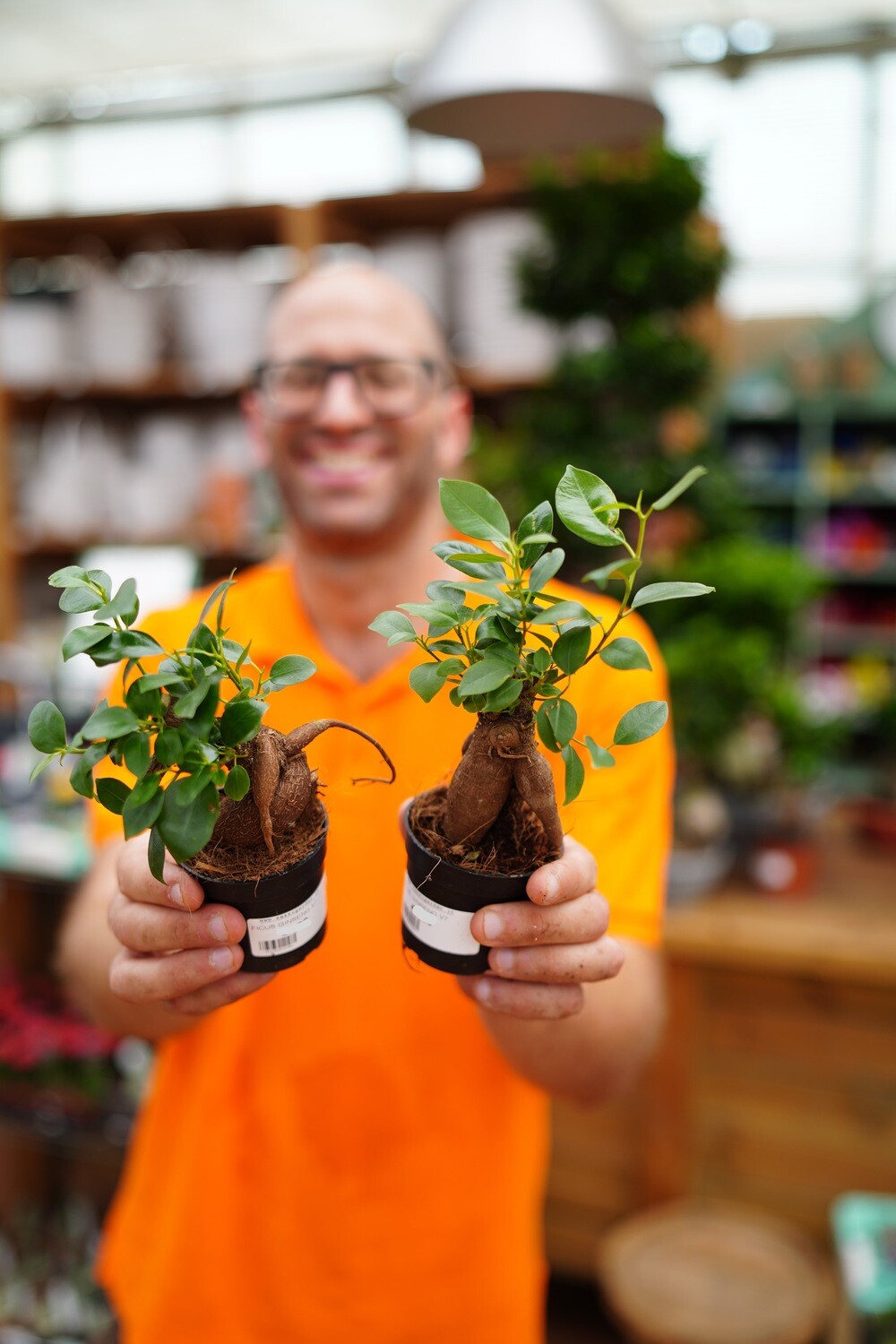Bonsai Ficus Ginseng, Ficus microcarpa - vaso Ø9 cm