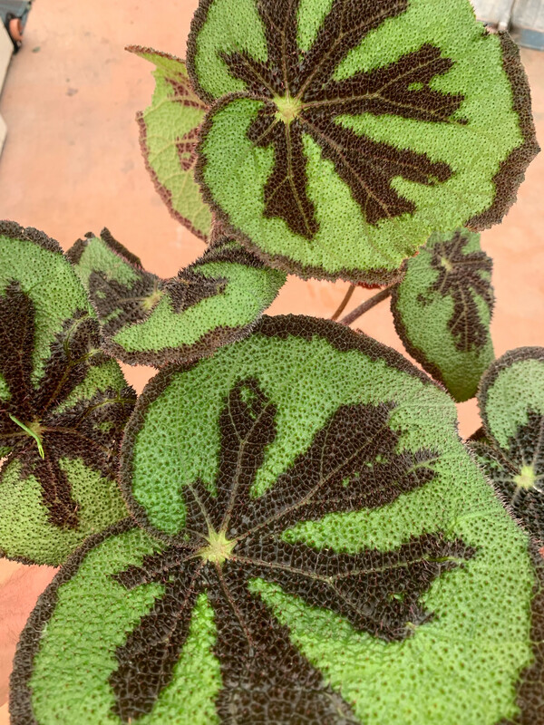 Begonia Masoniana 'Mountain' - vaso Ø14 cm, h 20-25 cm fuori vaso