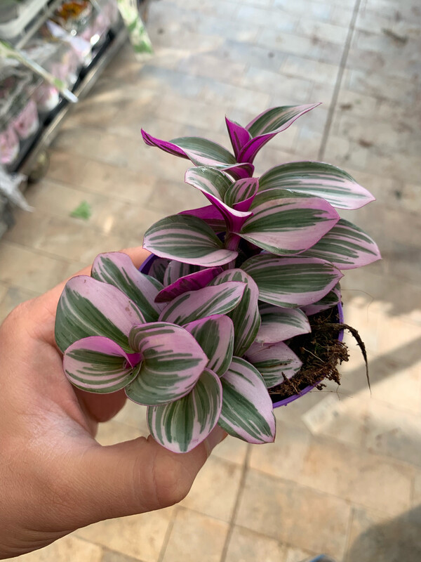 Tradescantia Nanouk, Erba Miseria, Tradescanzia - vaso Ø7 cm