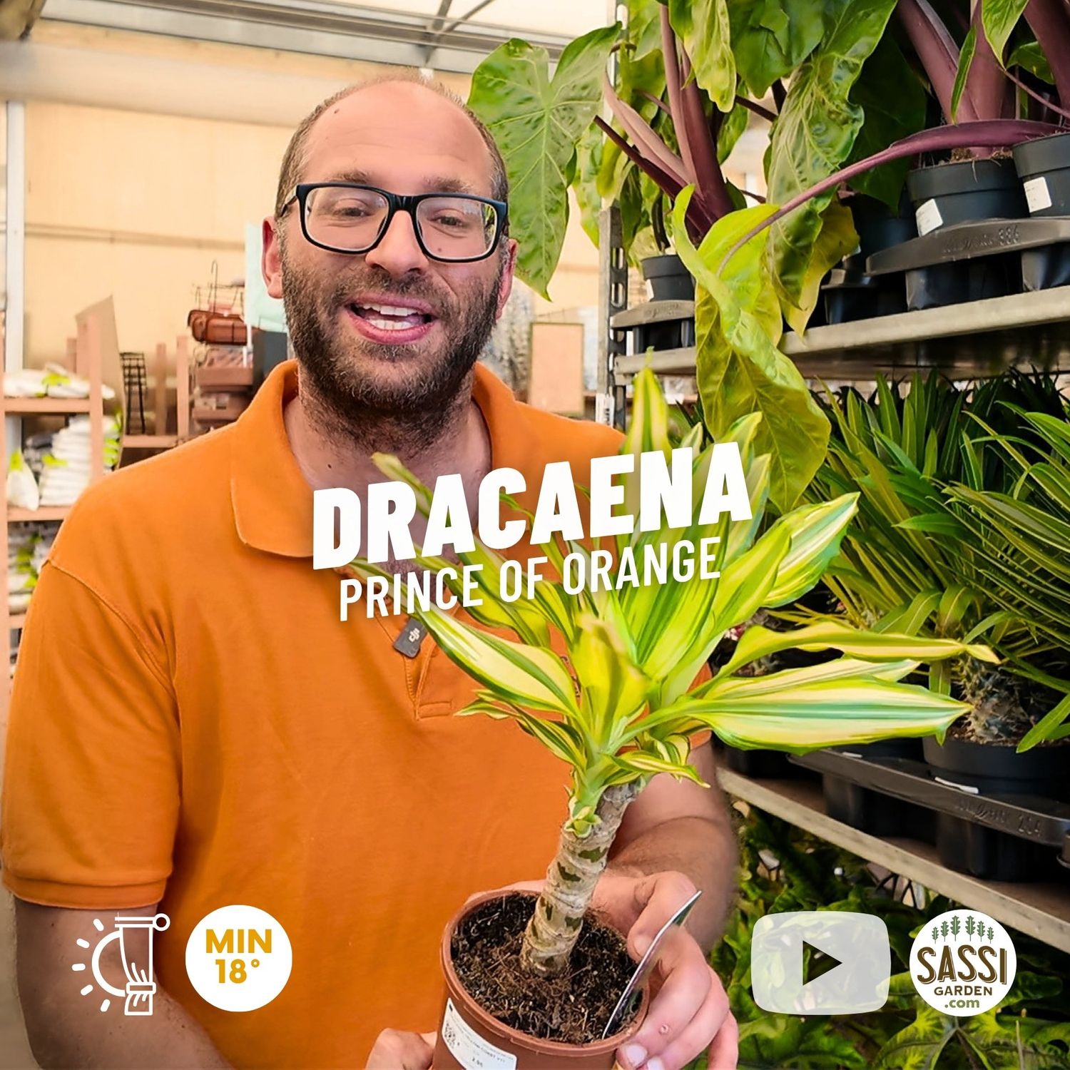 Dracaena Fragrans 'Yellow Coast', Dracena - vaso Ø12 cm Dracaena Fragrans 'Yellow Coast', Dracena - vaso Ø12 cm