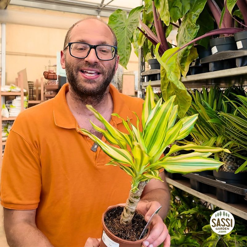 Dracaena Fragrans 'Yellow Coast', Dracena - vaso Ø12 cm