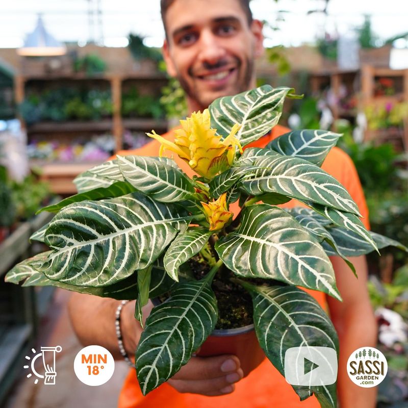 Aphelandra squarrosa, Pianta Zebra🦓 - vaso Ø13 cm SFIORITA