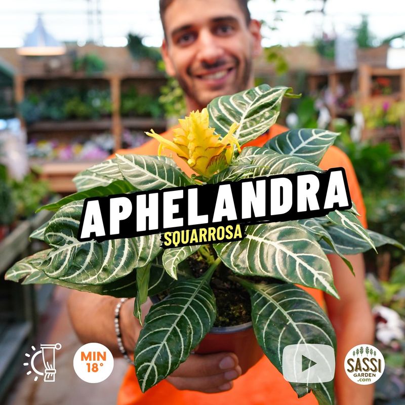 Aphelandra squarrosa, Pianta Zebra🦓 - vaso Ø13 cm